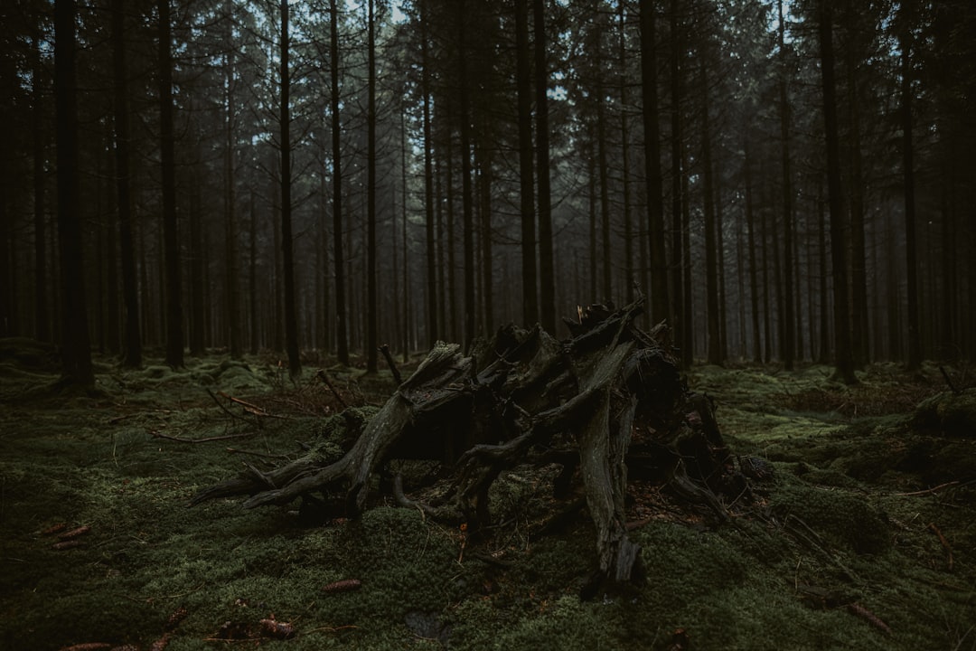 You are currently viewing 魔物獵人崛起：挑戰極限生存技能