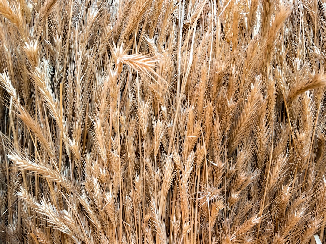 You are currently viewing 荒野亂鬥角色介紹：保力(Barley) 配件與能力之星推薦+範圍控場致勝關鍵