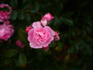 Read more about the article 荒野亂鬥角色介紹：羅莎(Rosa) 配件與能力之星推薦+草叢坦克壓制術