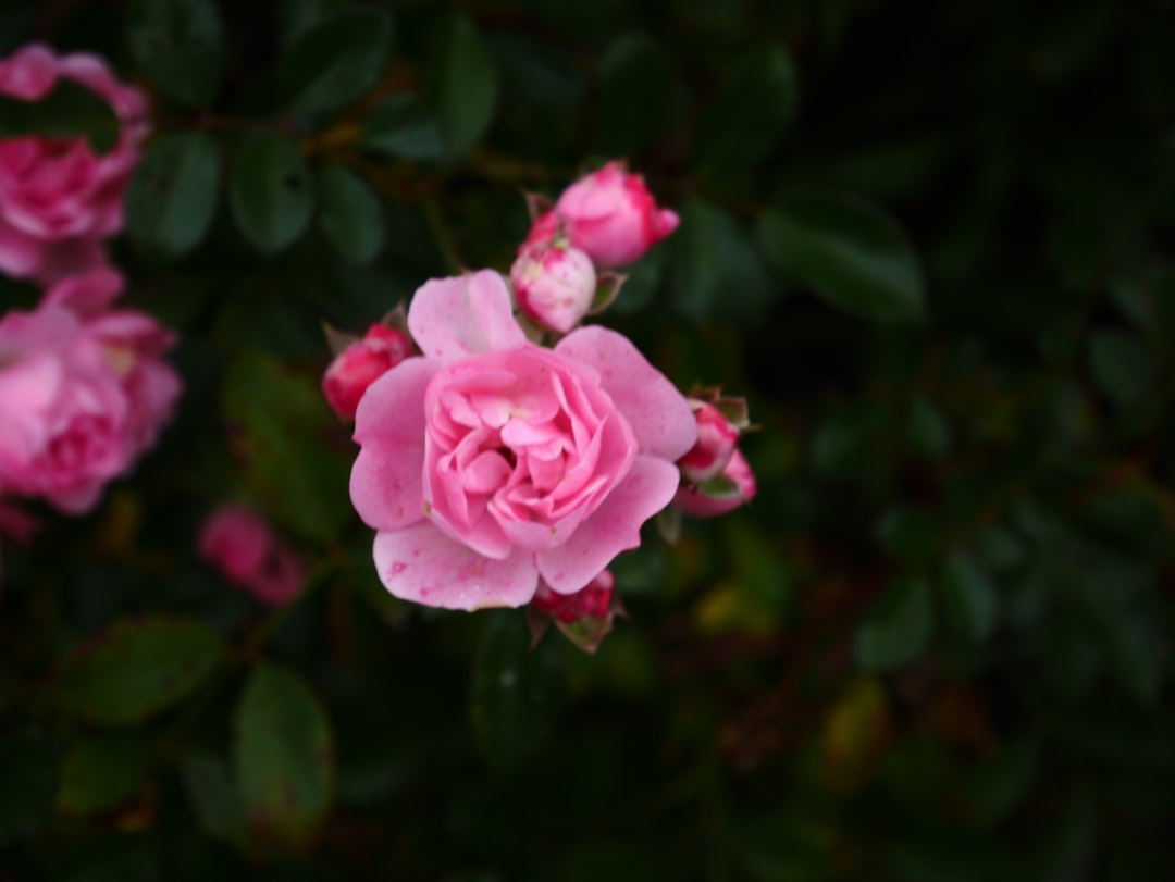 You are currently viewing 荒野亂鬥角色介紹：羅莎(Rosa) 配件與能力之星推薦+草叢坦克壓制術