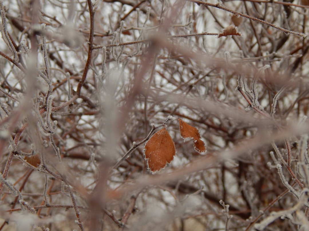 You are currently viewing 科學新突破：大腦冷凍後提取記憶