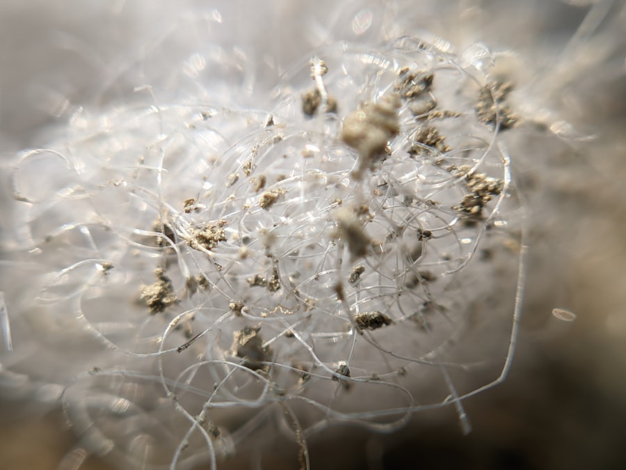 dust mites