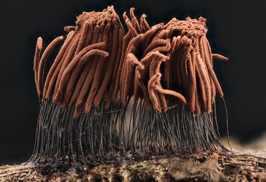dust mites
