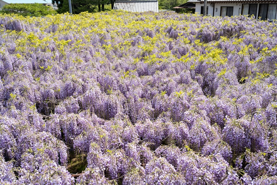 富良野Lavender