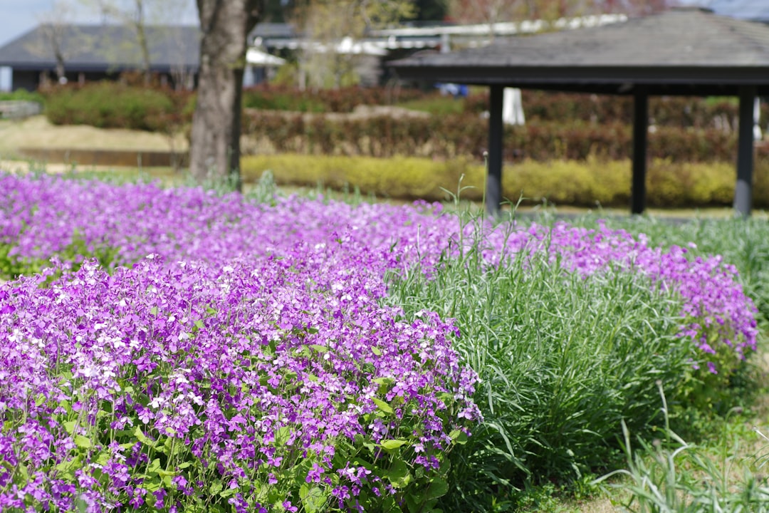 You are currently viewing 富良野／美瑛 — 薰衣草花海與彩色丘陵巡禮：富良野Lavender腰帶賞花、四季彩之丘攝影、熱氣球體驗與農場直採鮮果