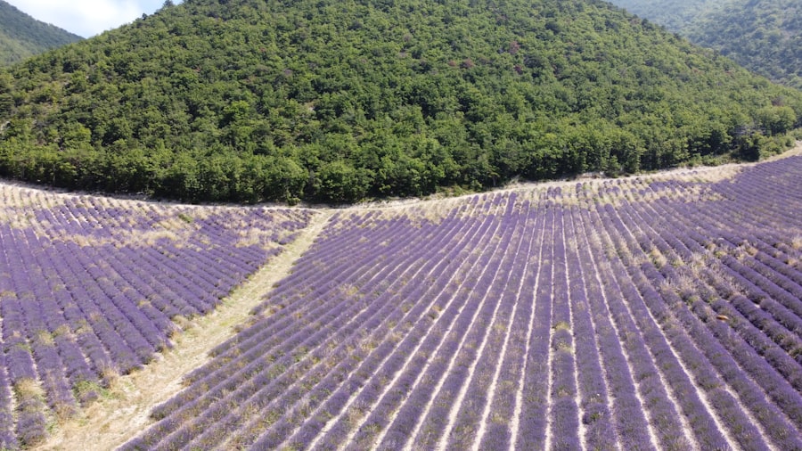 Photo 富良野Lavender