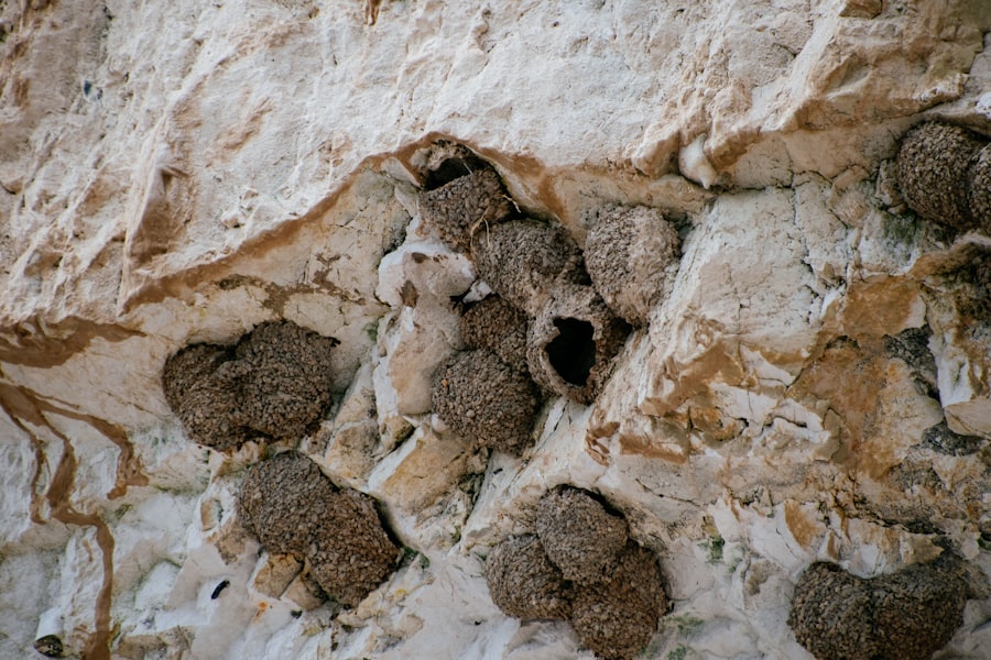 Photo dust mites