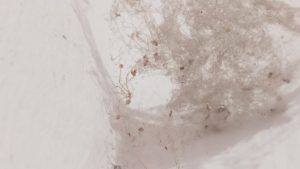 Read more about the article 【台北除塵蟎公司】怎麼選?這3家評價超高,值得你信賴!