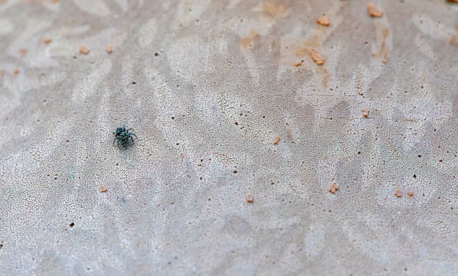 Photo dust mites

