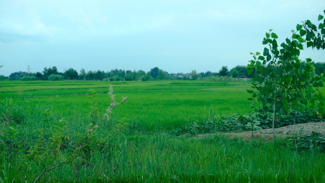 You are currently viewing 雲林縣：北港朝天宮祈福巡禮、西螺大橋壯麗景觀、古坑綠色隧道咖啡香氣